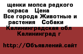 щенки мопса редкого окраса › Цена ­ 20 000 - Все города Животные и растения » Собаки   . Калининградская обл.,Калининград г.